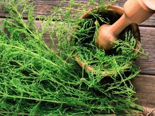 Známa liečivá bylina s