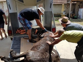 Poštípané koníky