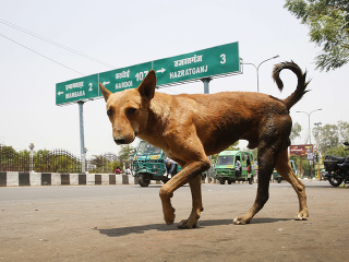 Psy v Indii