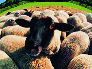 Investovanie a nebezpečenstvo bežať