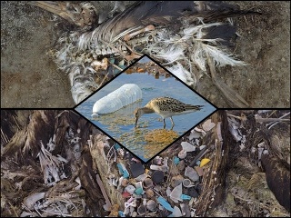 Tisíce albatrosov umierajú.