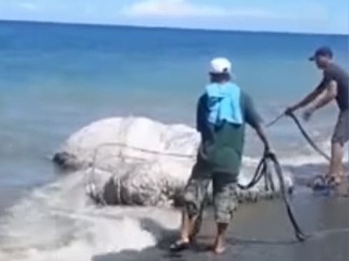 VIDEO Na pláž vyplavilo