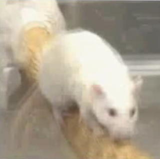 Vedci stimulovali ochrnuté potkany