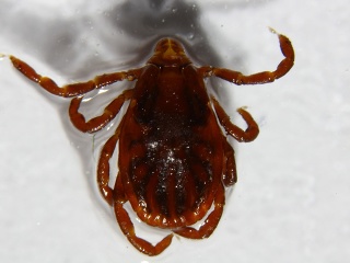 Kliešťová sezóna má prvú