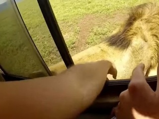 VIDEO Turista vystrčil ruku