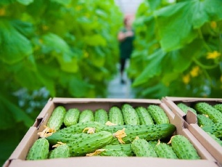 Uhorka je kráľovnou našich