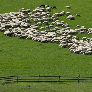 Stádo oviec uhorelo pastierovi