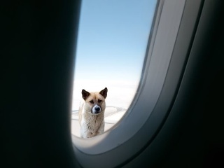 Pes v lietadle takmer