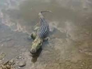 Panika pri Hlohovci: Krokodíla