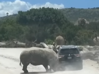 Nosorožec napadol auto