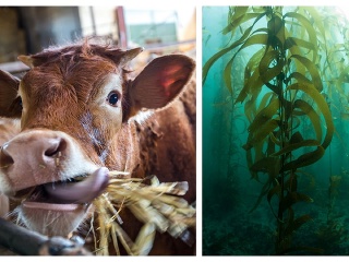 Vedci kŕmia kravy morskými