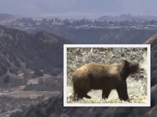 Útok medveďa na lovca.