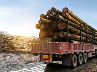 Stovky kamiónov plných dreva