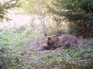 Medveď v Česku
