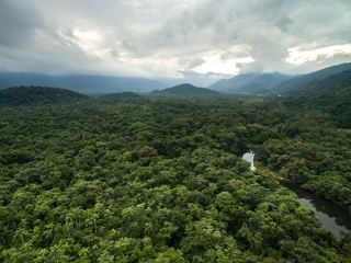Amazonský prales je na