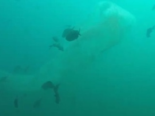 VIDEO Mladík pri potápaní