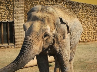 Najsmutnejší slon menom Flavia