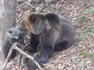 VIDEO Medvediu rodinku si