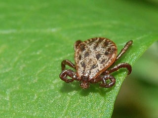 Dermacentor reticulatus, pijak lužný.