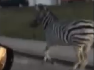 Zebra ušla z cirkusu