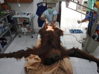 Smutný príbeh orangutana na