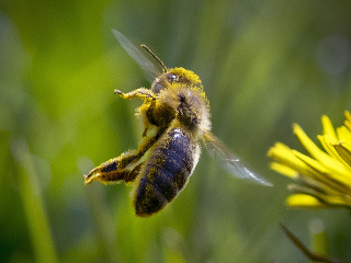 Včela pokrytá peľom v