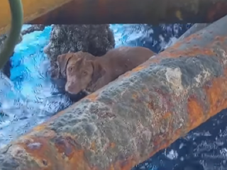 VIDEO Emotívna záchrana psa