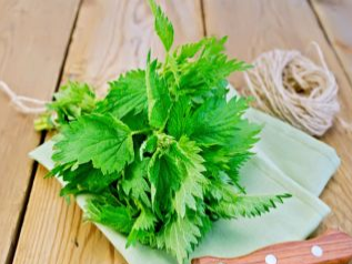 Využite blahodarné účinky žihľavy: