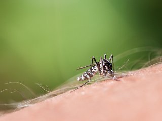 Komár prenášajúci nebezpečné vírusy