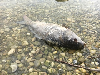 Mŕtve ryby na Štrkoveckom
