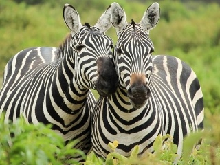 Dokáž, čo si všetko