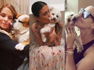 Pozrite si štvornohých priateľov