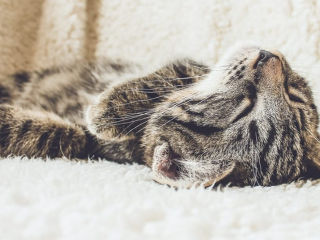 KVÍZ Miluješ ich alebo