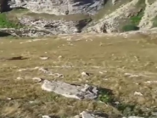 Medvedica šíri v horách