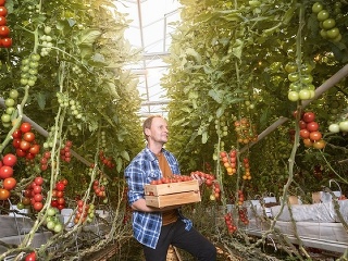 Cherry paradajky – moderná