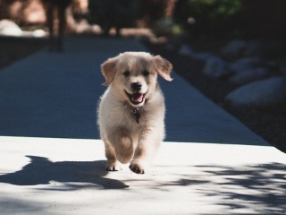 Dvojica chlpáčov ťa presvedčí