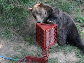 Medveď Žabo v zoo