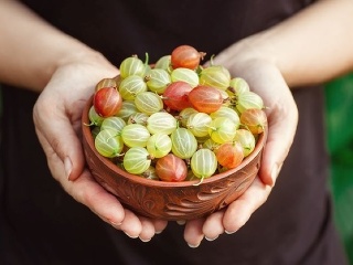 Egreše sú letným klenotom