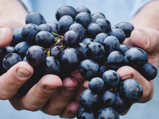 Ovocie bohov, ktoré ti