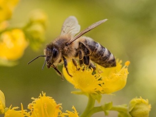 Perfektný nápad z Holandska: