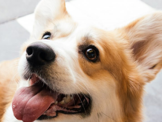 Tohto rozkošného psa sleduje