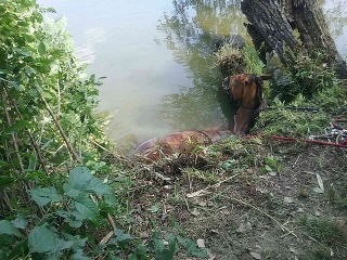 Koňa našli v rieke