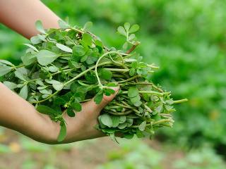 Nepríjemná burina so skrytými