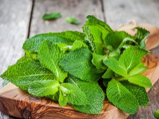 Obľúbená bylinka nielen do