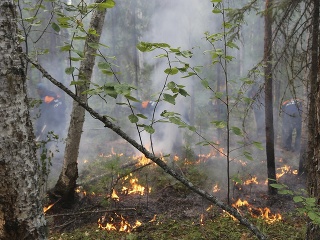 Plocha hrozivých lesných požiarov