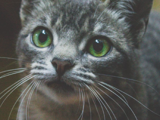 KVÍZ Miluješ alebo nenávidíš