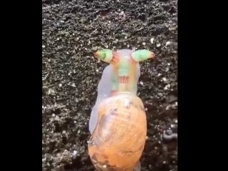 VIDEO Strašidený zombie slimák