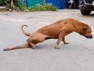 Pouličný pes dokáže imitovať