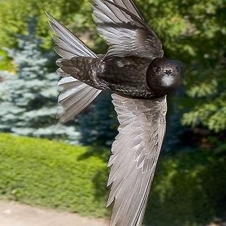 Najrýchlejší vták dokáže letieť