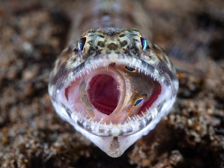 Fascinujúci podmorský svet okom